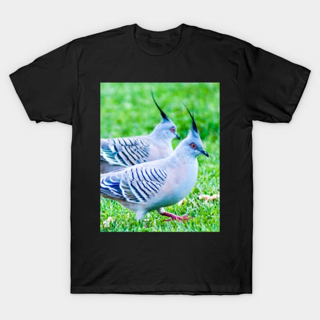 Pair of Crested Pigeons T-Shirt by Upbeat Traveler